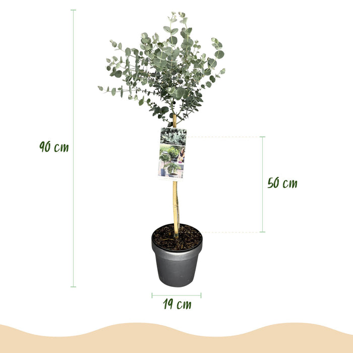 Eucalyptus gunni Azure - Feuilles grises - Pot de 19 cm - Hauteur 90 cm