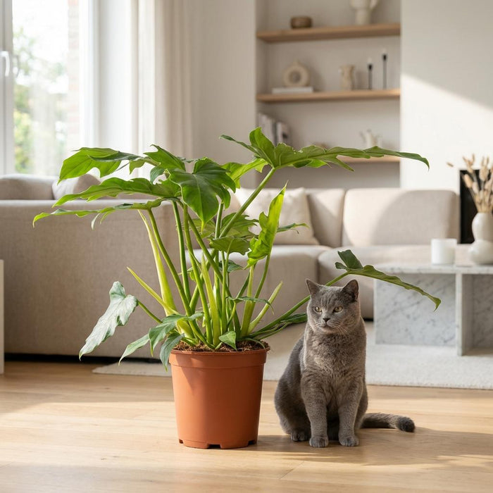 Philodendron Lacerum - ↕65cm - Ø19cm