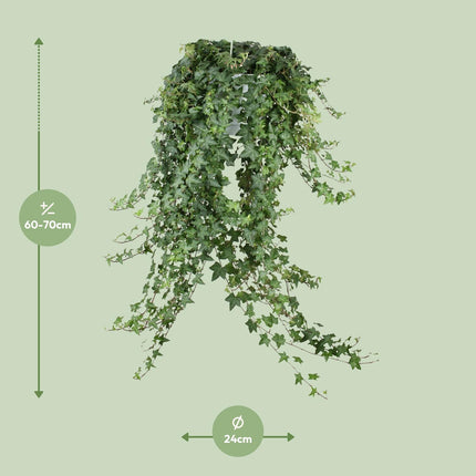 Hedera Helix Pitsburg - Hangplant XXL - ↕65cm - Ø24cm