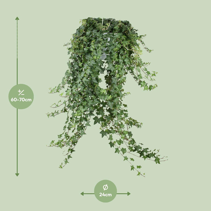 Hedera Helix Pitsburg - Hangplant XXL - ↕65cm - Ø24cm