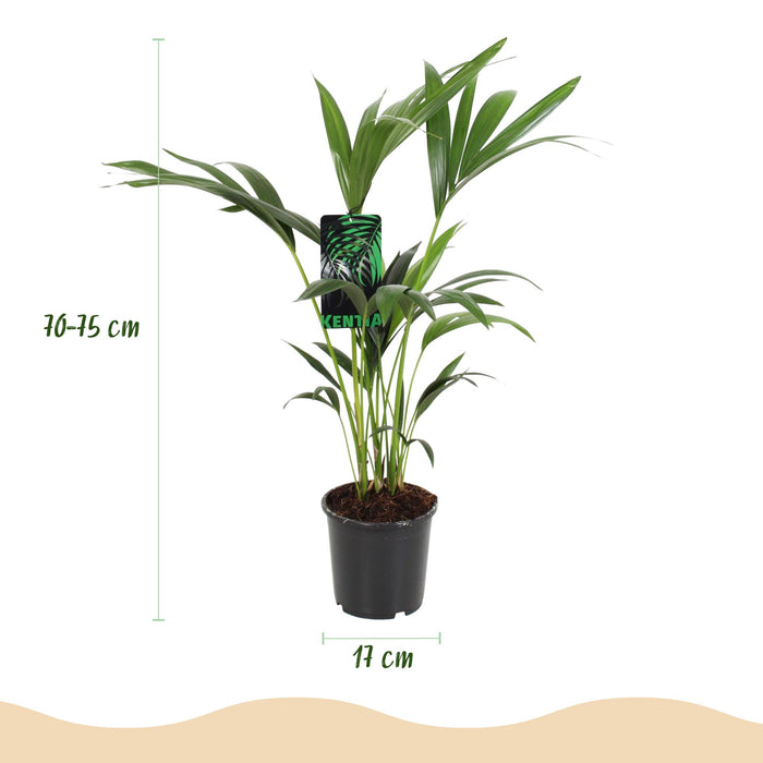 Howea Forsteriana - Kentia Palm - ↕70-75cm - Ø17cm