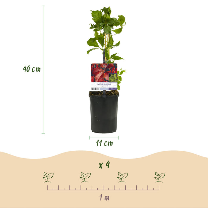 Wilde Wingerd - Parthenocissus Engelmannii - Blad Groen later Rood - ↕40cm - Ø11cm - 2x