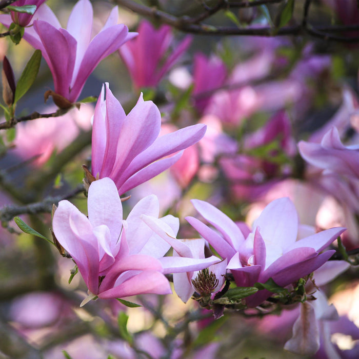 Magnolia Betty - Bloem Wit - 1 Plant - Bladverliezend - Weinig Onderhoud - Pot 12cm Hoogte 30cm