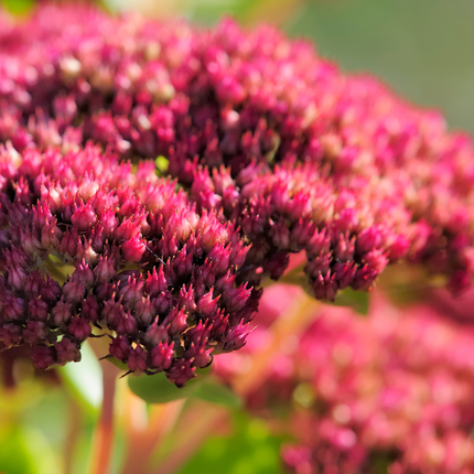 Sedum 'Matrona' - Hemelsleutel - ↕10-25cm - Ø9cm - 12x