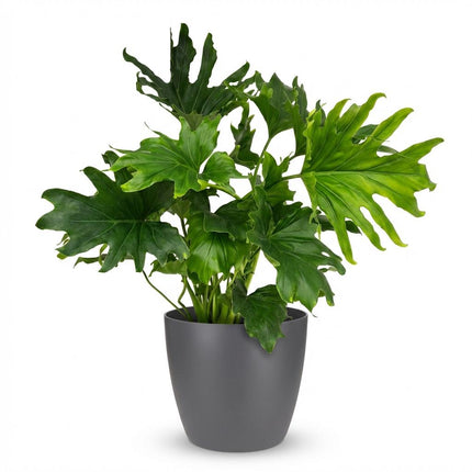 Philodendron Lickety split - met grijze pot - ↕70cm - Ø19cm