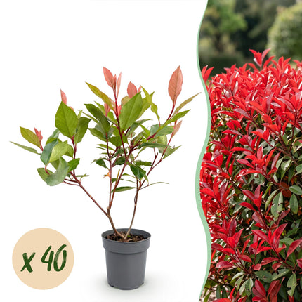 Photinia fraseri Little Red Robin - Glansmispel - 40x Haagplanten - Groenblijvend - Rood - Pot 9cm - Hoogte 25-35cm
