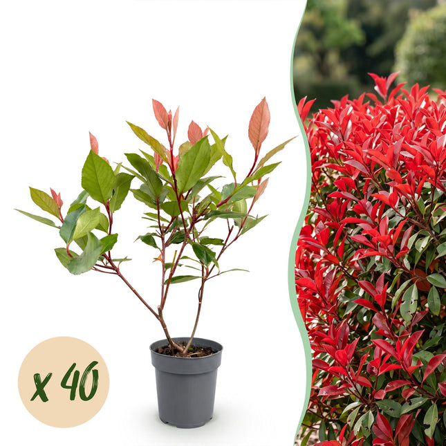 Photinia fraseri Little Red Robin - Glansmispel - 40x Haagplanten - Groenblijvend - Rood - Pot 9cm - Hoogte 25-35cm