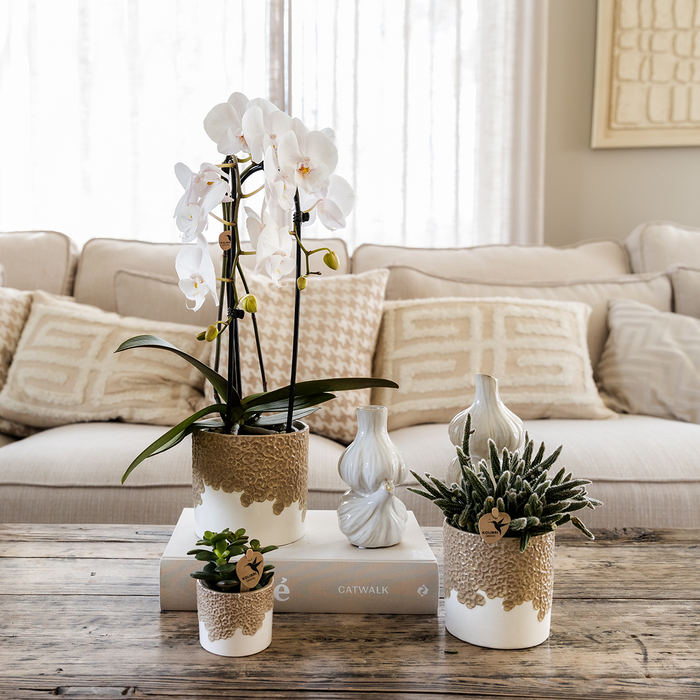 Kolibri Company | Plantenset Bloom Sand | Witte Niagara Falls orchidee 12cm + groene planten incl. Bloom Sand sierpotten
