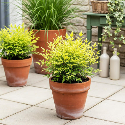 Nandina Lemon & Lime - Geel - 1 Plant - Groenblijvend - Weinig Onderhoud - Pot 17cm Hoogte 45cm