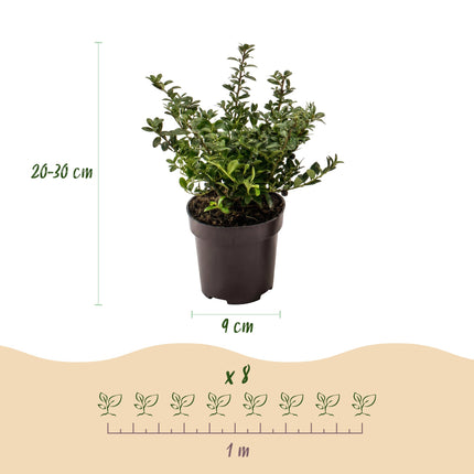 Ilex crenata Stokes - Japanse Hulst - 16x Haagplanten - Groenblijvend - Groen - Pot 9cm - Hoogte 20-30cm