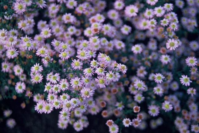 Aster ageratoides 'Stardust' - ↕10-25cm - Ø9cm - 48x