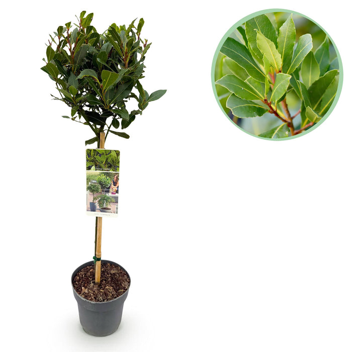 Tuinplant - Laurus nobilis - Plant op stam - Terras Plant - Bladhoudend - Weinig Onderhoud - Pot 19cm Hoogte 90cm