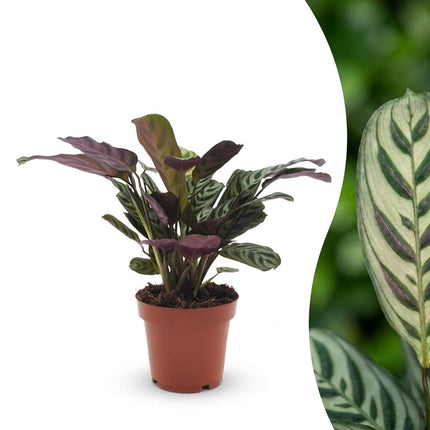 Ctenanthe Burle Marxii - Visgraatplant - Pot 12cm - Hoogte - 30cm