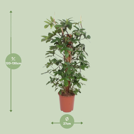 Philodendron Pedatum - ↕130cm - Ø27cm