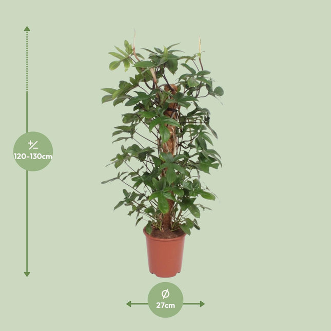 Philodendron Pedatum - ↕130cm - Ø27cm