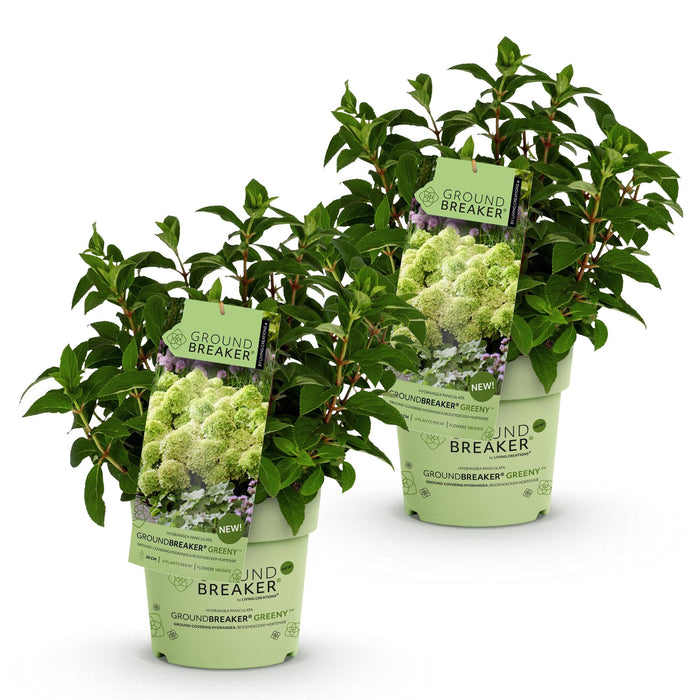 Hydrangea panniculata Groundbreaker Greeny - Pluimhortensia - Creme - ↕20-25cm - Ø14cm - 2x