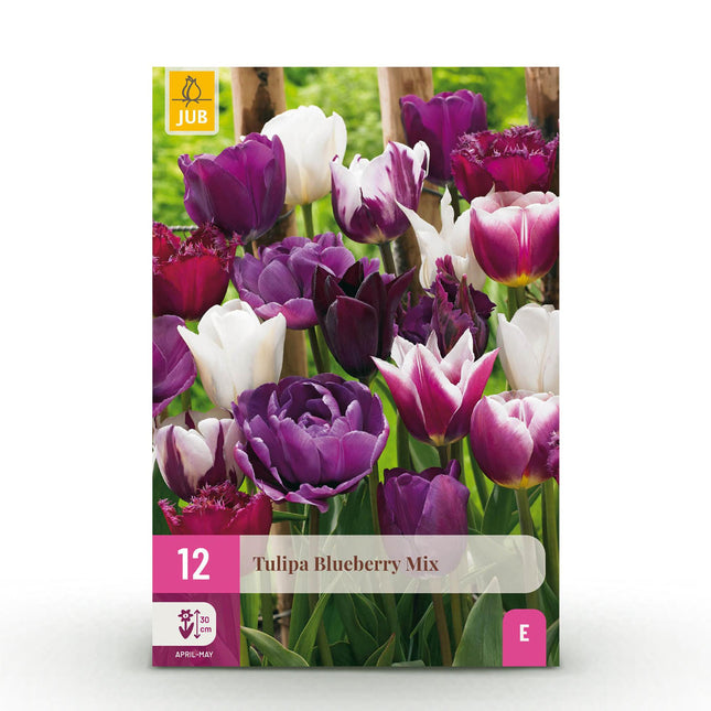 Bulbi da fiore - Misto tulipani e mirtilli - Vari colori - 12 pezzi - Misura bulbo 11/12 - Confezione XXL