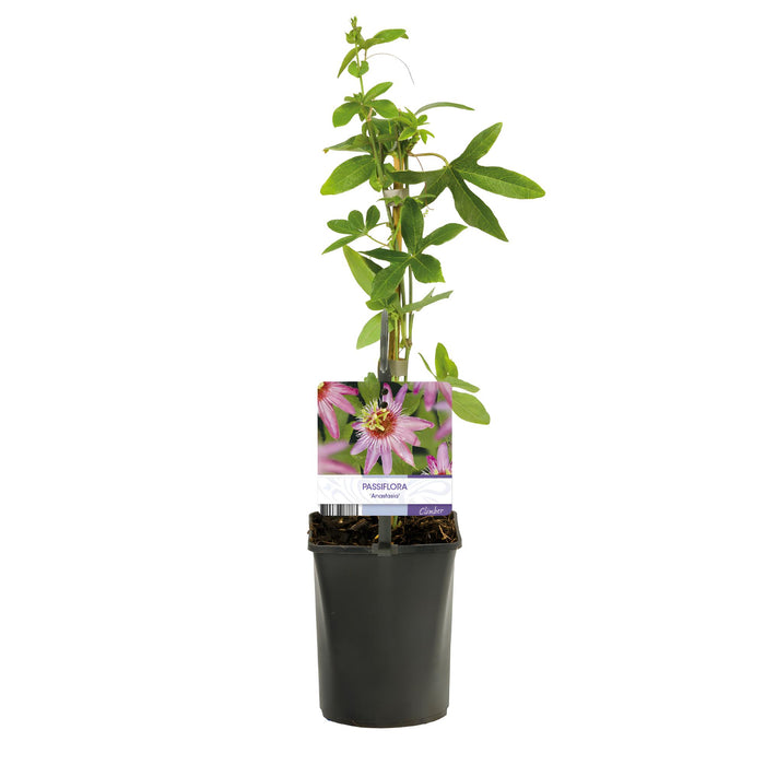 Passiebloem - Passiflora Anastasia  - Bloem Roze - ↕40cm - Ø11cm - 2x
