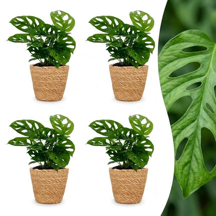 Monstera Adansonii - Rhaphidophora Tetrasperma - 4x - met Mand - Pot 12cm - Hoogte - 25cm