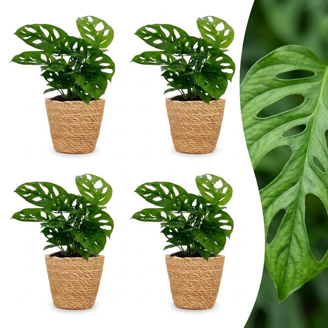 Monstera Adansonii - Rhaphidophora Tetrasperma - 4x - z koszykiem - doniczka 12cm - wysokość - 25cm