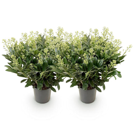 Skimmia japonica 'Finchy' – Weißblühend – Über 40 Blüten – ↕60 cm – Ø19 cm – 2 Stück