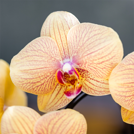 Kolibri Orchids | Sunny Bunny Orchidee gelb/rosa + Retro Ocker Ziertopf – Ø12cm