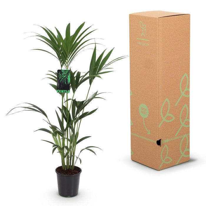 Howea Forsteriana - Kentia Palm - met grijze plantenpot - ↕120-130cm - Ø21cm