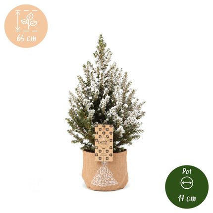 4x Picea glauca Conica - Kegelspar - Groen - Wit - Kerstboom - incl. jute zak - Ø17cm - ↕65cm