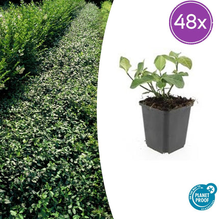 Euonymus fortunei 'Coperta di freccette' - Cappello del cardinale - ↕10-25cm - Ø9cm - 48x