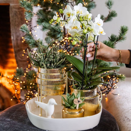 Kolibri Orchids | Gift Set Allure Shiny Goud - Witte Phalaenopsis Orchidee Mineral Amabilis & Succulenten