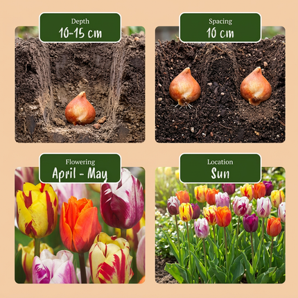 30x Tulipa Flaming Beauty Mix - Bulbes - Tulipe Flaming Beauty Mix - Divers - Fleur de printemps - Calibre 11/12