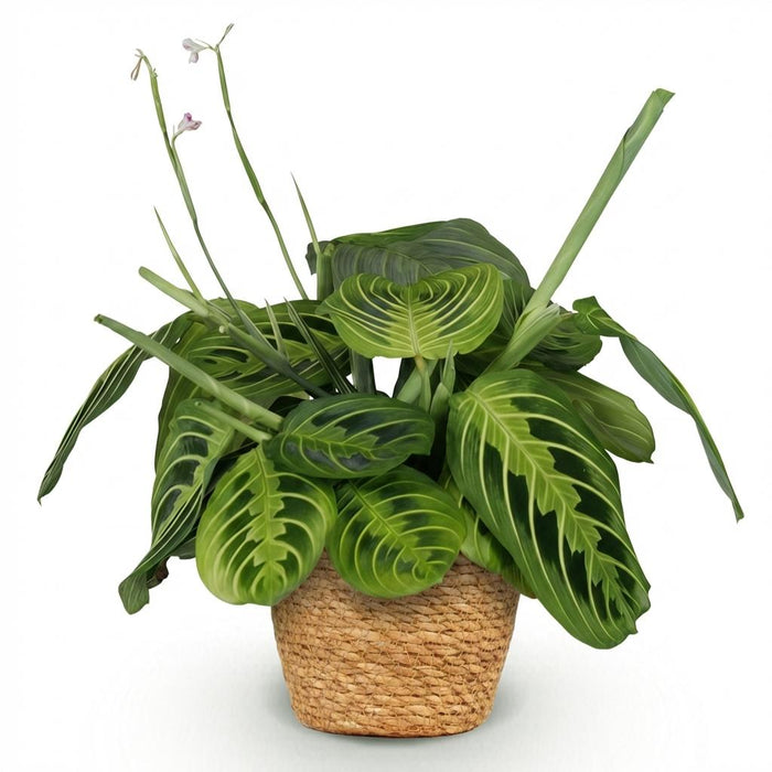 Maranta Fascinator Lemon Lime - Gebedsplant - met Mand - ↕25cm - Ø12cm