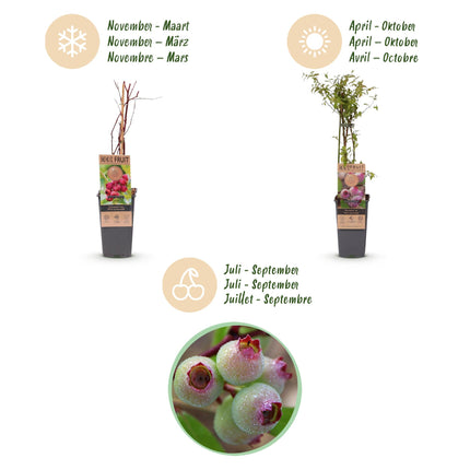 Vaccinium cor. Pink Lemonade - Arándano rosa - Resistente - Bayas rosas - 2 plantas - Maceta de 15 cm - Altura 50 cm