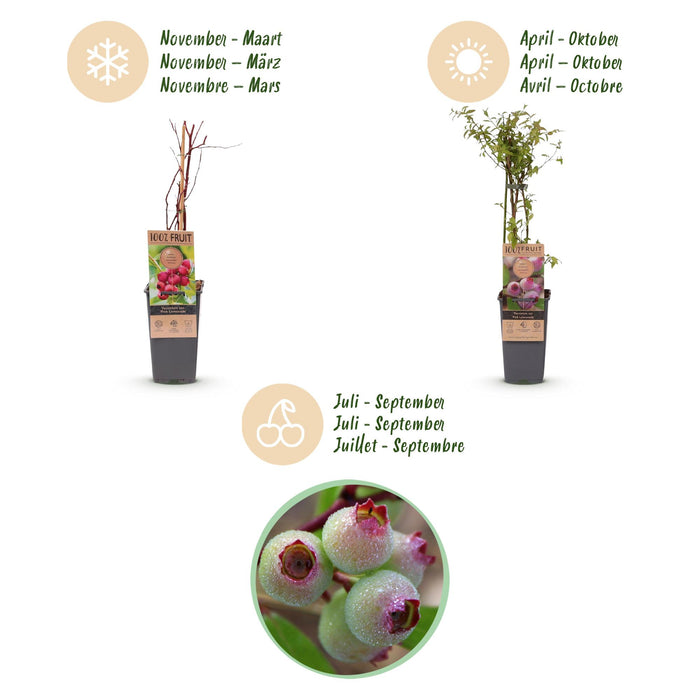 Vaccinium corymbosum Pink Lemonade - Roze Bosbes - ↕50cm - Ø15cm - 2x