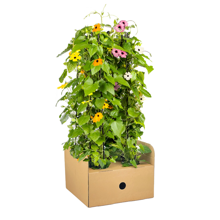 Suzanne met de Mooie Ogen - Thunbergia alata Sunny Susy Mix - ↕60cm - Ø13cm - 4x