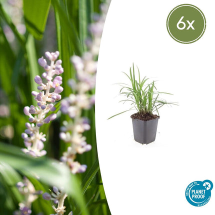 Liriope muscari 'Monroe White' - Leliegras - ↕10-25cm - Ø9cm - 6x
