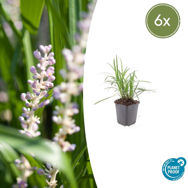 Liriope muscari 'Monroe White' - Hierba de lirio - ↕10-25cm - Ø9cm - 6x