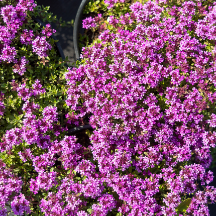 Thymus praecox 'Coccineus' - Kruiptijm - ↕10-25cm - Ø9cm - 60x
