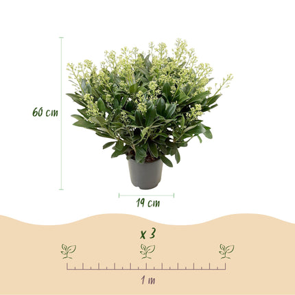 Skimmia japonica 'Finchy' – Weißblühend – Über 40 Blüten – ↕60 cm – Ø19 cm