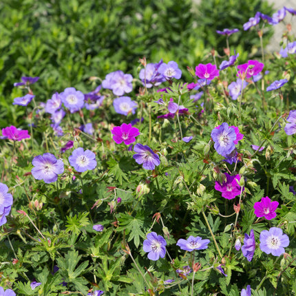 Borderpakket - Bodembedekend - Diversen - Soorten en kleuren - 12 Planten - Pot 11cm - Hoogte 15-25cm
