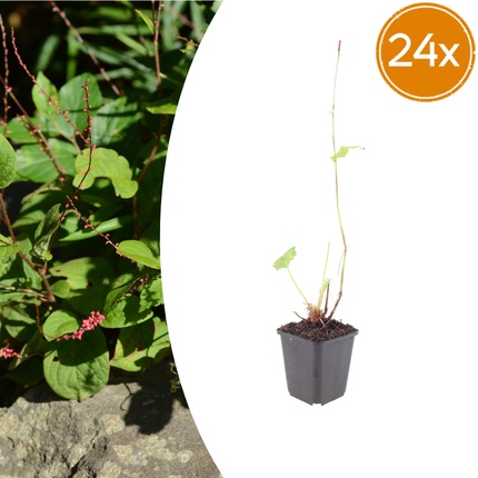 Persicaria amplexicaulis 'Speciosa' - Duizendknoop - ↕10-25cm - Ø9cm - 24x