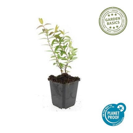 Hypericum 'Hidcote' - ↕10-25cm - Ø9cm - 60x