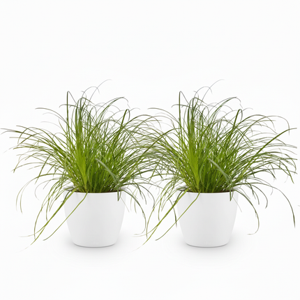 Cyperus alternifolius Zumula - Cat grass - with white plant pots - ↕20cm - Ø12cm - 2x