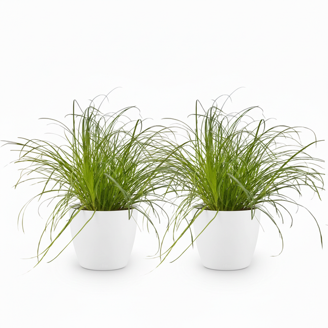 Cyperus alternifolius Zumula - Kattengras - met witte plantenpotten - ↕20cm - Ø12cm - 2x