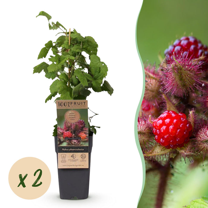 Rubus phoenicolasius - Japanse wijnbes - Fel Rode Framboos - ↕50cm - Ø15cm - 2x