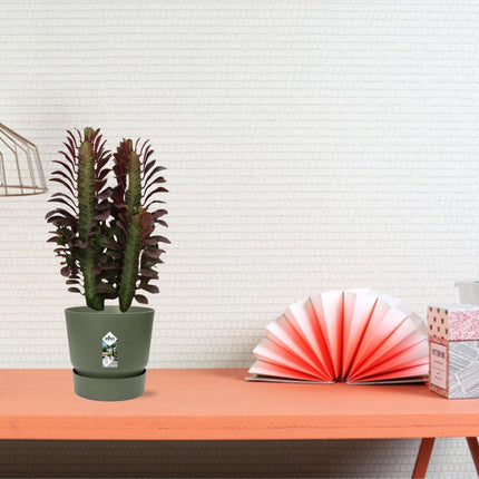 Euphorbia Trigona Rubra - ↕40cm - Ø12cm