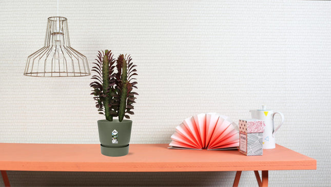 Euphorbia Trigona Rubra - ↕40cm - Ø12cm