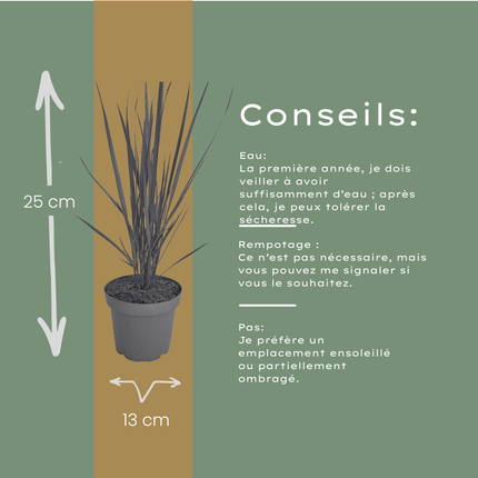 Panicum virgatum ‘Northwind’ – Vingergras - Ø12cm - 3x