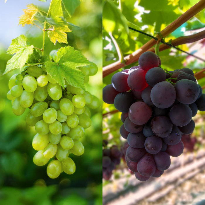 Fruitplant - Paarse & Witte Druif -  Vitis vinifera Vanessa & Himrod  - Pitloos - 2 planten - Pot 15cm Hoogte 50cm