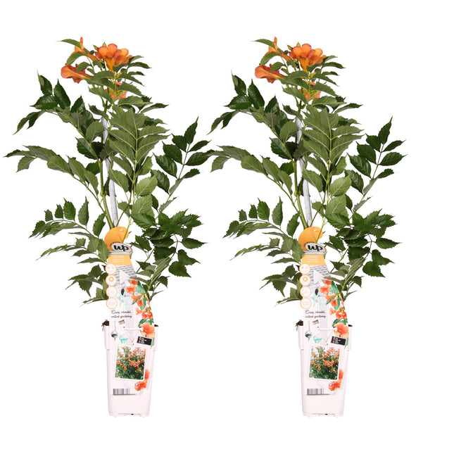 Campsis 'Indian Summer' - Trumpet flower - ↕65cm - Ø15cm - 2x